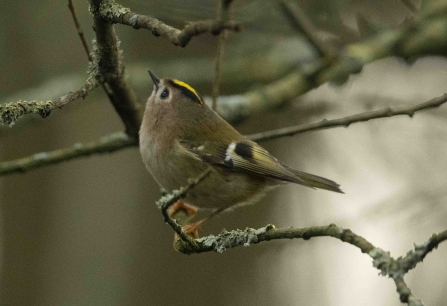 Goldcrest © Keith Horton 2019