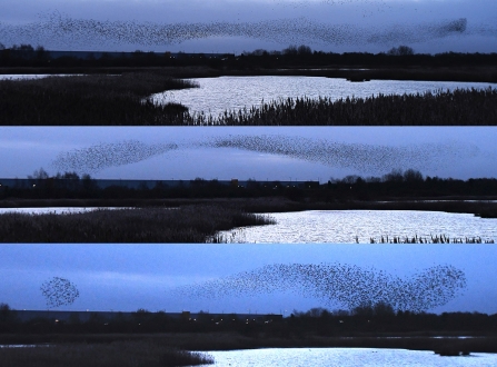 Starlings © Ian Parnell