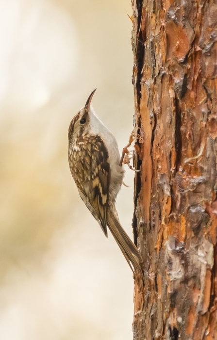 Treecreeper © Darren Ward 2019