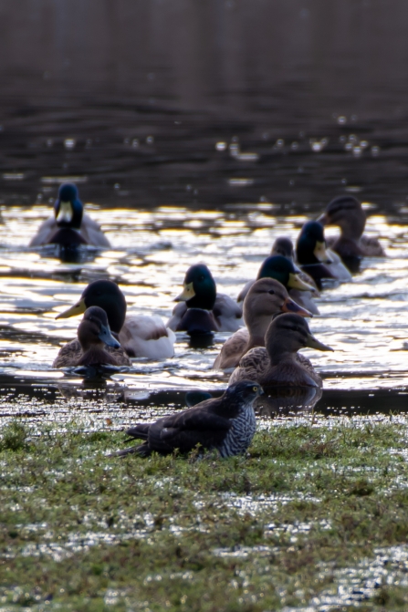 Sparrowhawk and Mallards © Darren Ward 2019