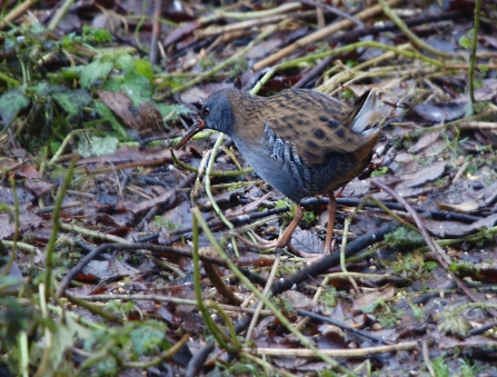 Water Rail © Michael Short 2019