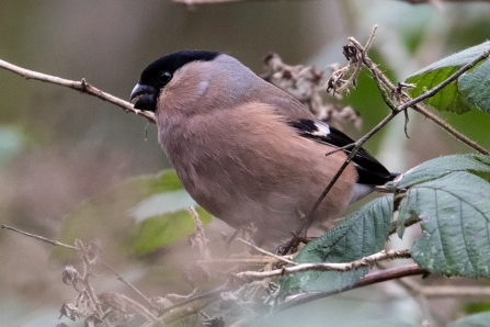 Bullfinch © Adrian Andruchiw 2020