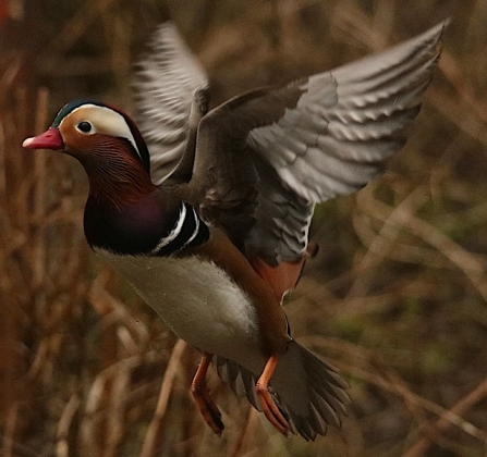 Mandarin - AdelDam