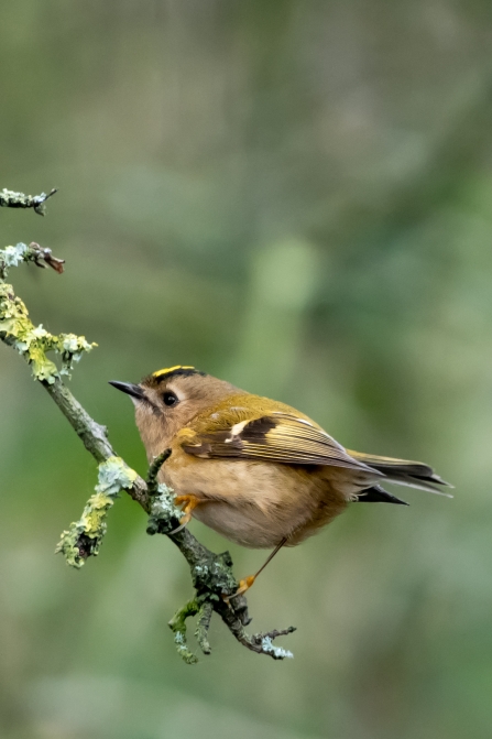 Goldcrest © Darren Ward 2020