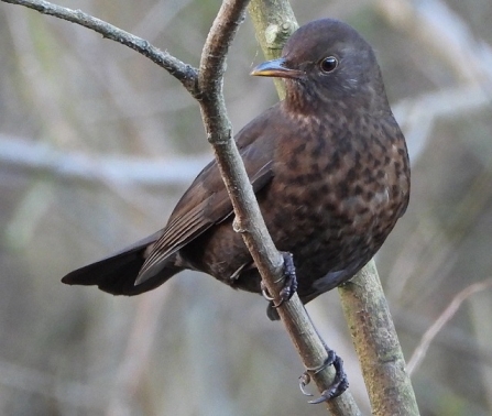 Blackbird - AdelDam