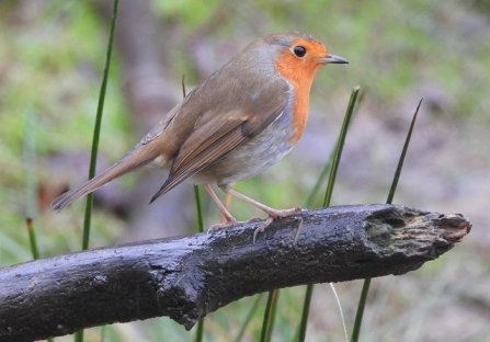 Robin - AdelDam