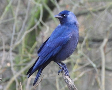 Jackdaw - AdelDam