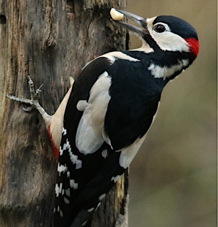 Great spotted woodpecker - Adel Dam