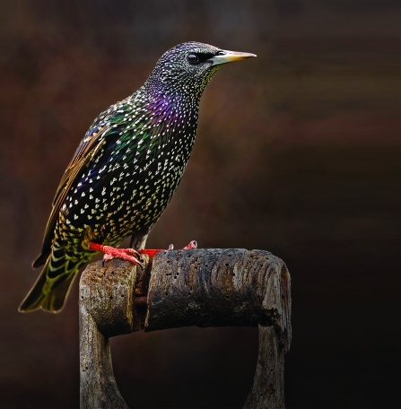 Starling