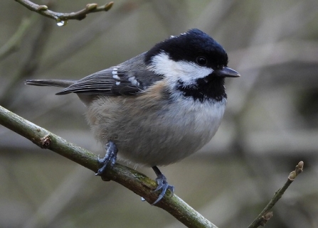Coal_Tit - AdelDam