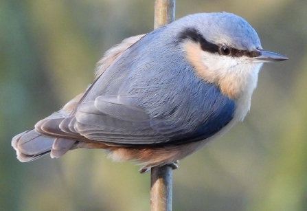 Nuthatch - Adel Dam