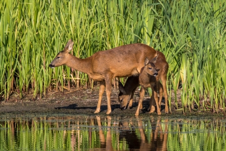 Deer and fawn at Sprotbrough Flash (c) Martin Roper
