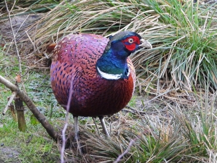 Pheasant - Adel Dam