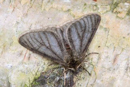 Pale Brindled Beauty © Derek Parker 2020