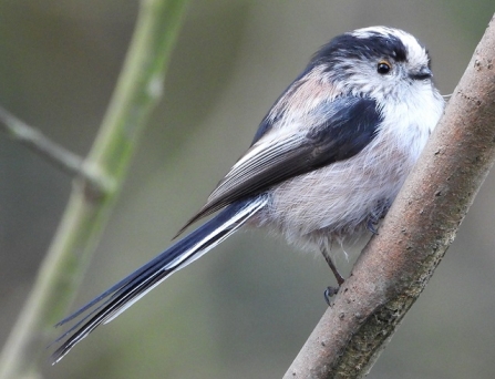 Long-tailed tit - AdelDam