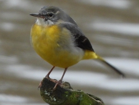 Grey wagtail - Adel Dam