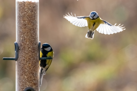 Great and Blue Tit © Darren Ward 2020