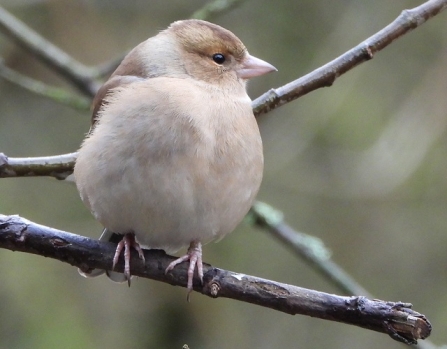 Chaffinch - AdelDam