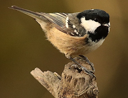 Coal tit - Adel Dam