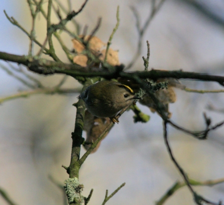 Goldcrest © Rob Burns 2020