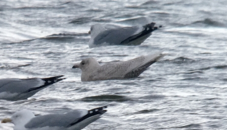 Iceland Gull © Richard Scott 2020