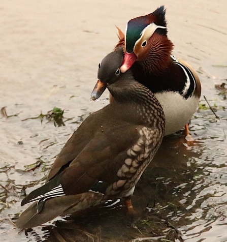 Mandarin - AdelDam