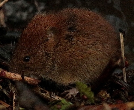 Bank vole - AdelDam