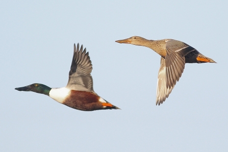 Shoveler © Nidge Nilsen 2020