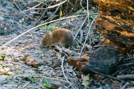 Bank Vole © Ron Parke 2020