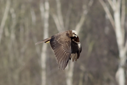 Marsh Harrier © Nidge Nilsen 2020