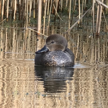 Gadwall © Rob Leach