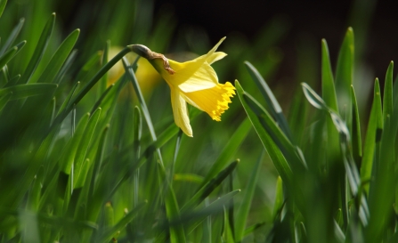 Wild Daffodil © Allen Holmes 2020