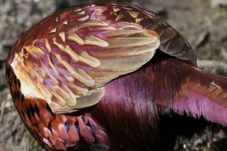 Cockpheasant - AdelDam