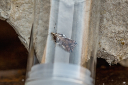 Acleris Cristana © Derek Parker