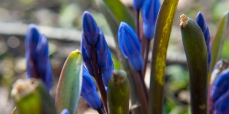 Spring flowers (c) Gemma de Gouveia