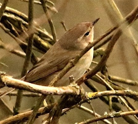 Chiffchaff - AdelDam