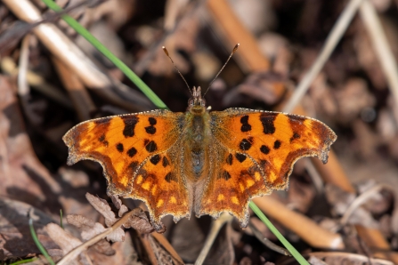 Comma © Darren Ward 2020