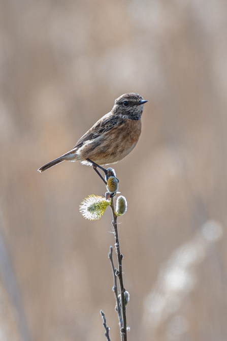 Stonechat © Darren Ward 2020