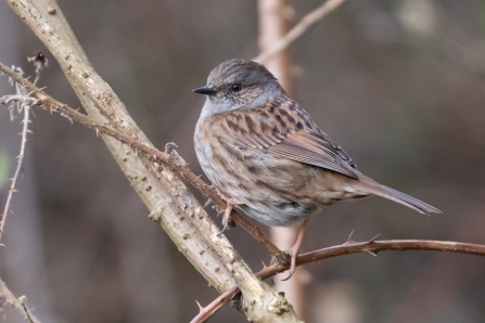 Dunnock © Adrian Andruchiw 2020