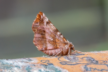 Early Thorn © Derek Parker 2020
