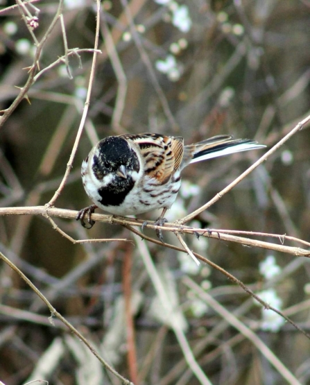 Reed Bunting © Pam Grimstone 2020