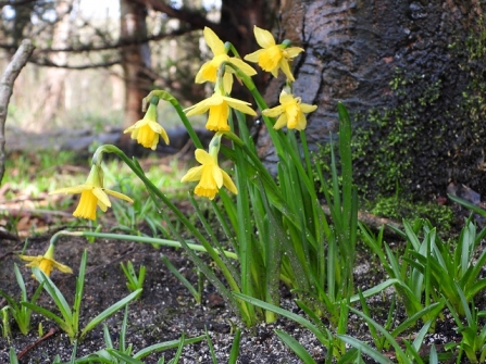 Daffodils_AdelDam