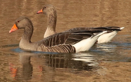 Greylag goose - AdelDam