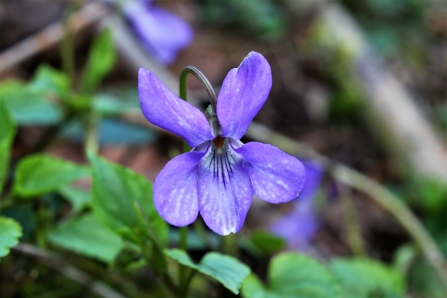 Early Dog-violet © Keith Lynes 2020