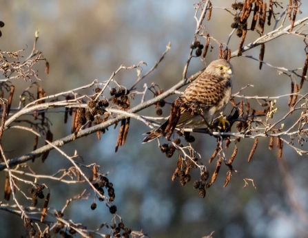 Kestrel © Zafar Ali 2020