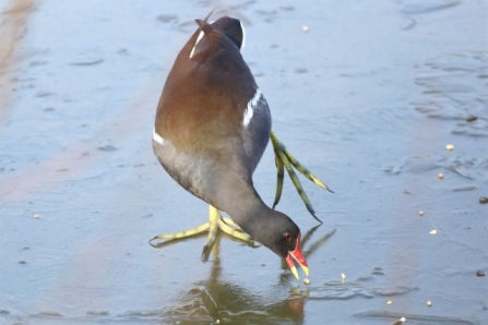 Moorhen - AdelDam