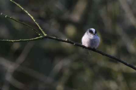Lon-tailed tit - AdelDam