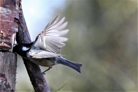 Coaltit - AdelDam