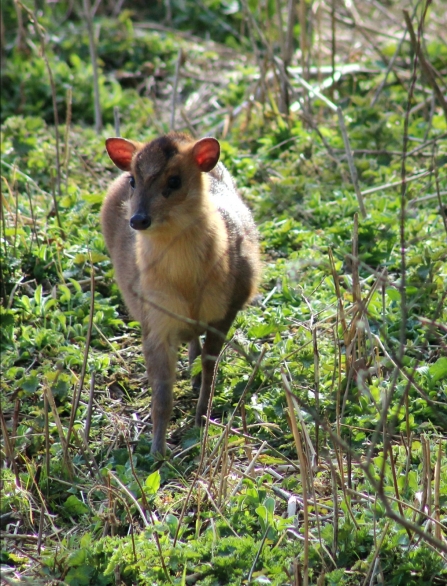 Muntjac © Pam Grimstone 2020