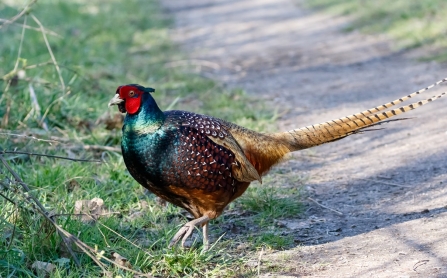 Pheasant © Zafar Ali 2020